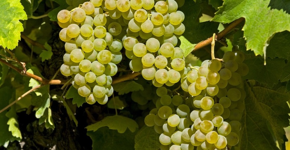 The varieties - Vins côtes de Gascogne